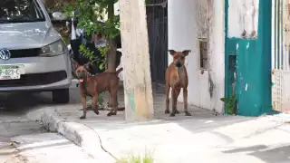 Nuevo reglamento dice que habrá multas de entre 100 y 5 mil UMAs, es decir, de 8 mil 962 a 448 mil 100 pesos