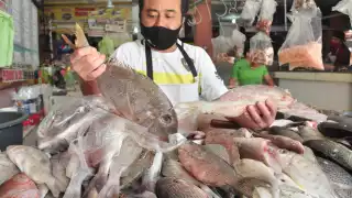 Se reunieron muestras de ADN a pescados en Yucatán.