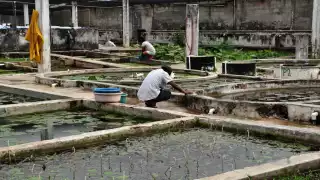 Actualmente más de 16 personas laboran en el negocio yucateco