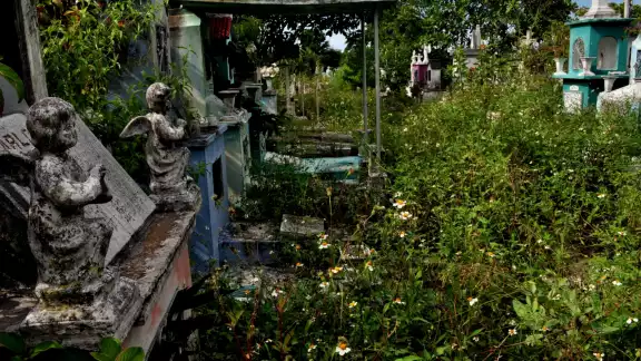 La maleza invade las tumbas, así como los pasillos del cementerio La maleza invade las tumbas, así como los pasillos del cementerio
