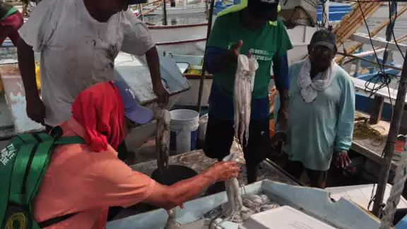 Progreso reportó que el molusco alcanzó un precio de venta “histórico” de 175 pesos por kilo Progreso reportó que el molusco alcanzó un precio de venta “histórico” de 175 pesos por kilo