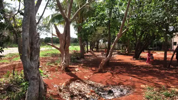 Actualmente Fonatur trabaja con el Programa Sembrando Vida y diversas ONG´s para reforestar cualquier vegetación afectada por el proyecto Actualmente Fonatur trabaja con el Programa Sembrando Vida y diversas ONG´s para reforestar cualquier vegetación afectada por el proyecto