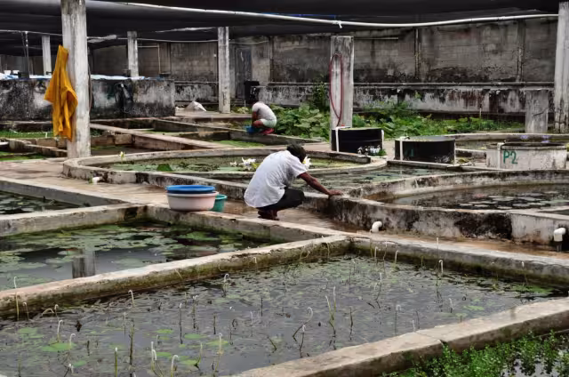 Actualmente más de 16 personas laboran en el negocio yucateco