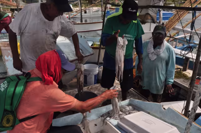 Progreso reportó que el molusco alcanzó un precio de venta “histórico” de 175 pesos por kilo