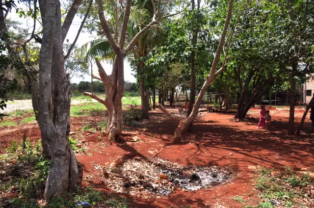 Actualmente Fonatur trabaja con el Programa Sembrando Vida y diversas ONG´s para reforestar cualquier vegetación afectada por el proyecto