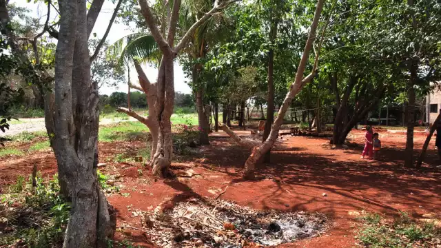 Actualmente Fonatur trabaja con el Programa Sembrando Vida y diversas ONG´s para reforestar cualquier vegetación afectada por el proyecto