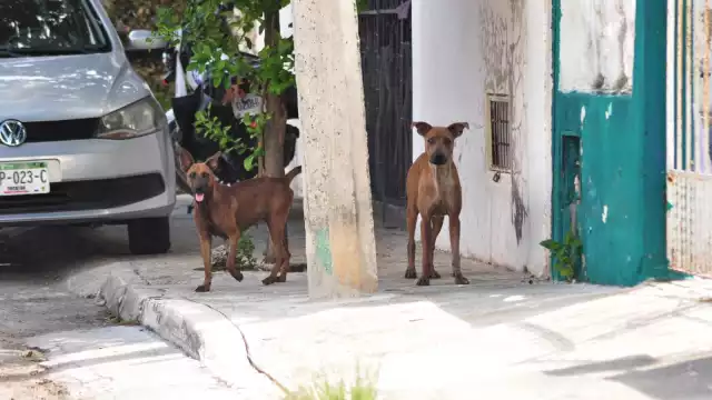 Nuevo reglamento dice que habrá multas de entre 100 y 5 mil UMAs, es decir, de 8 mil 962 a 448 mil 100 pesos