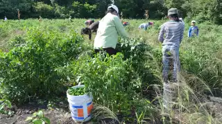 La siembra del chile jalapeño la realizaron en julio y otra parte a principios de agosto, sobre todo porque la canícula de este año fue húmeda
