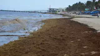 En estas condiciones la macroalga despide olores fétidos