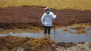 De las 20 playas con de sargazo en Quintana Roo, la mitad sufre recale masivo