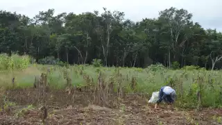 90% de la selva de la Zona Sur de Quintana Roo, deforestada por la agricultura: Coneval