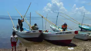 Se han conseguido 12 mil 53 toneladas 519 kilogramos del octópodo