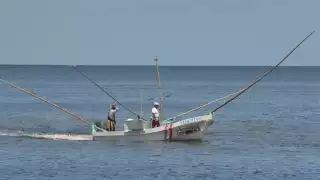 Pescadores piden ampliar la temporada de pulpo en Campeche