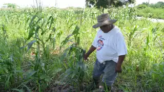 Los cultivos de maíz podrían perderse por las fuertes lluvias