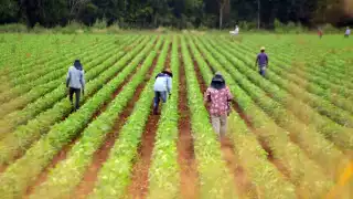 Al carecer de insumos por factores diversos como la guerra y la pandemia, los costos de producción aumentarían su valor