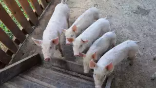 Las granjas locales no cuentan con lagunas de oxidación, por lo que la contaminación del ecosistema podría darse en el sur de Q.Roo