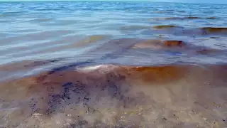 La mancha de petróleo se encuentra afectando a las costas de Campeche