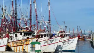 Las embarcaciones regresan con hasta 300 kilogramos de camarón