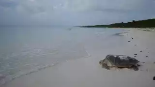 La belleza del mar y la fauna enamorarán a cualquiera