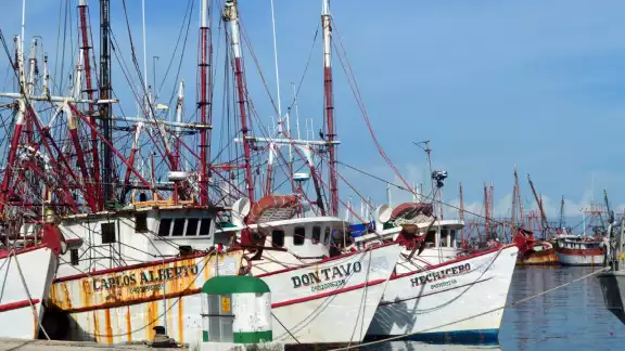 Las embarcaciones regresan con hasta 300 kilogramos de camarón Las embarcaciones regresan con hasta 300 kilogramos de camarón