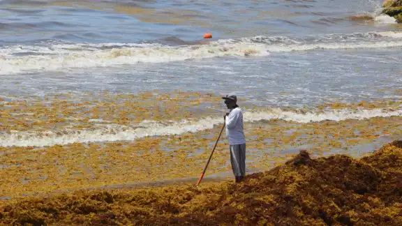 De acuerdo con la Secretaría de Marina, los recales continuarán durante el resto del mes de julio De acuerdo con la Secretaría de Marina, los recales continuarán durante el resto del mes de julio