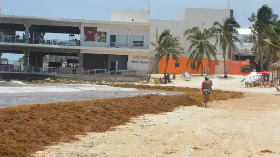 Los turistas busca playas libres del recale del sargazo; las barreras antisargazo no se han colocado en tres municipios de Quintana Roo Los turistas busca playas libres del recale del sargazo; las barreras antisargazo no se han colocado en tres municipios de Quintana Roo
