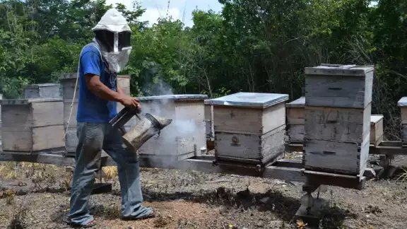 Los apicultores aseguran que la propuesta de Morena, “lo cual es sumamente preocupante”, ya no impulsan los trabajos de los apicultores locales Los apicultores aseguran que la propuesta de Morena, “lo cual es sumamente preocupante”, ya no impulsan los trabajos de los apicultores locales
