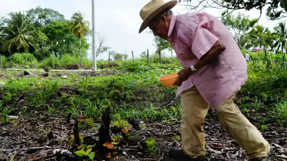 Con una amplia experiencia de trabajo en el campo, adultos mayores se mantienen produciendo