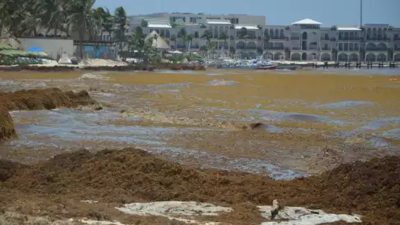 La cantidad de sargazo en toda la región es alta y los recales excesivos podrían continuar en función del cambio en las corrientes o la incidencia de vientos fuertes. La cantidad de sargazo en toda la región es alta y los recales excesivos podrían continuar en función del cambio en las corrientes o la incidencia de vientos fuertes.