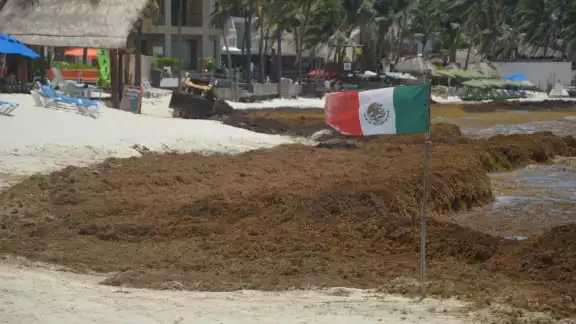 Personal de la Marina, retiró la tarde del pasado martes la barrera antisargazo a la altura de las playas de la avenida Constituyentes Personal de la Marina, retiró la tarde del pasado martes la barrera antisargazo a la altura de las playas de la avenida Constituyentes