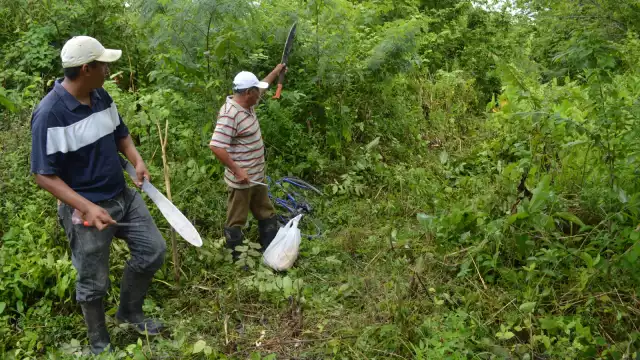 A la fecha se pusieron bajo manejo forestal para el cuidado del arbolado un total de 804 mil 211 hectáreas