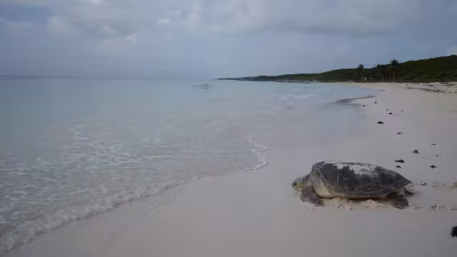 La belleza del mar y la fauna enamorarán a cualquiera