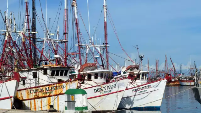 Las embarcaciones regresan con hasta 300 kilogramos de camarón