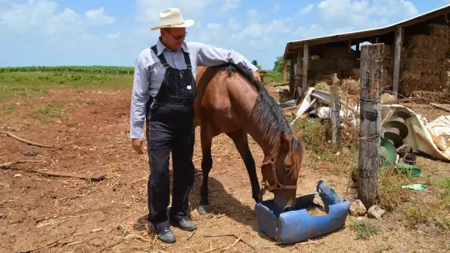 La celebración del Día de Muertos para los menonitas de Bacalar es como un día más, y se lo dedican a la cultura del trabajo