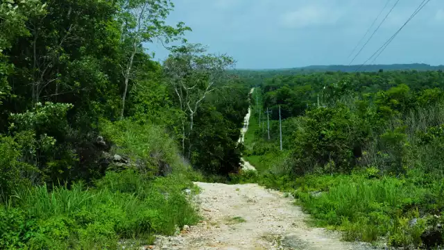 El comisario ejidal de la Laguna Om indicó que tras una veda en a la tala de árboles, la selva se está recuperando
