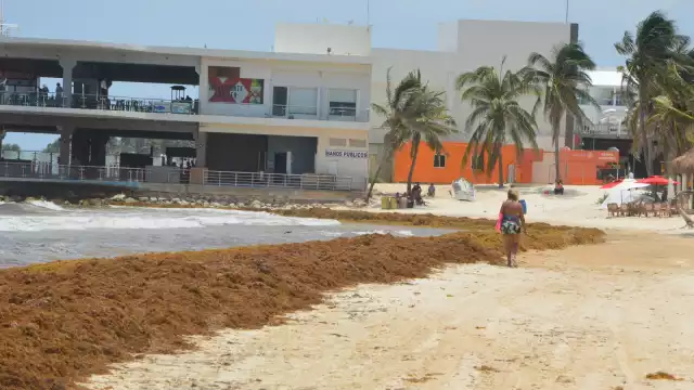 Los turistas busca playas libres del recale del sargazo; las barreras antisargazo no se han colocado en tres municipios de Quintana Roo