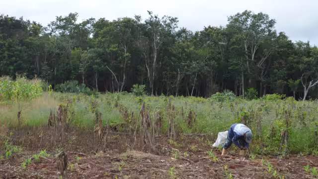 La comunidad de Salamanca en Bacalar ha deforestado cerca de cinco mil 050 hectáreas de selva para actividades primarias