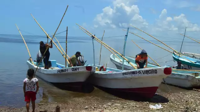 Se han conseguido 12 mil 53 toneladas 519 kilogramos del octópodo