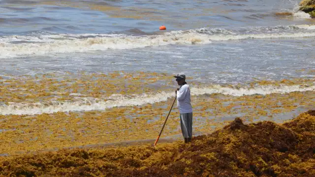 De acuerdo con la Secretaría de Marina, los recales continuarán durante el resto del mes de julio