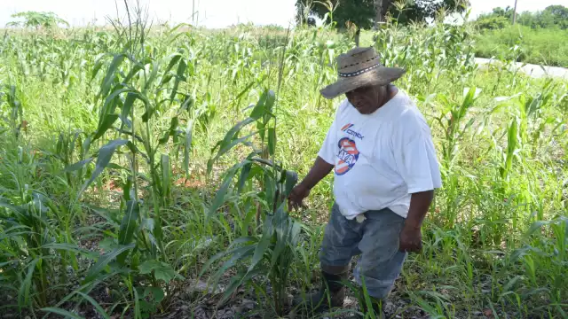 En el municipio de Felipe Carrillo Puerto hubo afectaciones en siete mil 700 hectáreas de cultivo de maíz para autoconsumo