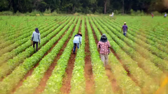 Al carecer de insumos por factores diversos como la guerra y la pandemia, los costos de producción aumentarían su valor