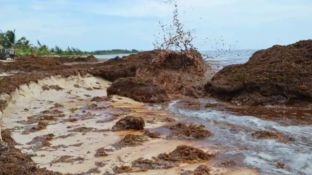 La estrategia contra el Sargazo está basada en tres frentes
