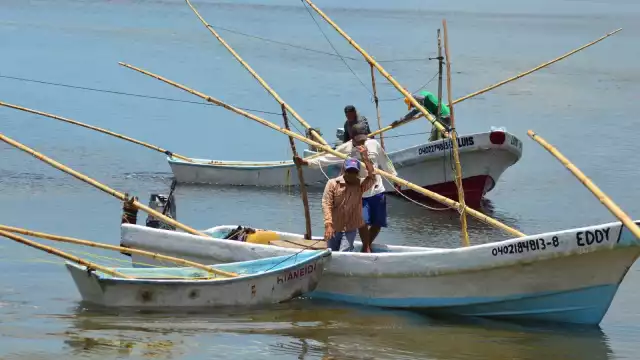 Los precios del molusco podrían aumentar en los próximos días un 5 a 10 por ciento