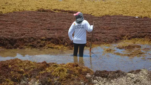 De las 20 playas con de sargazo en Quintana Roo, la mitad sufre recale masivo