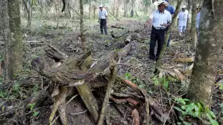 La tala y la caza ilegal en el ADVC tienen a 9 especies de árboles y 21 mamíferos en riesgo