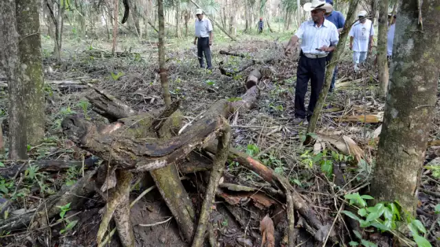 La tala y la caza ilegal en el ADVC tienen a 9 especies de árboles y 21 mamíferos en riesgo