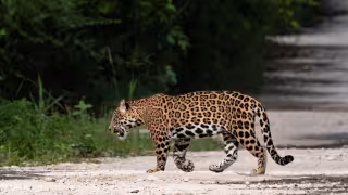 Población de jaguares aumenta un 10% en Quintana Roo; registran más de 2 mil 800 ejemplares