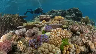 El cambio climático afecta gravemente los arrecifes de coral