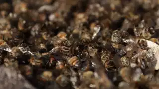 Muerte de abejas en la Península de Yucatán: Exigen frenar la venta de agroquímicos prohibidos