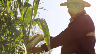 Federación destina más de 108 mdp en beneficio de mil 800 maiceros de Campeche